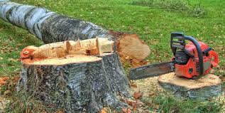 Best Tree Preservation Services  in Kingsville, MD