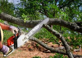 Best Tree Maintenance Programs  in Kingsville, MD