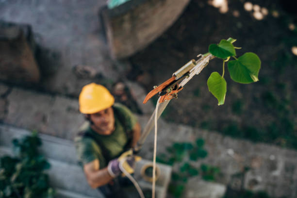 Best Fruit Tree Pruning  in Kingsville, MD