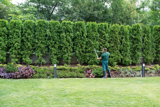 Best Lawn Renovation and Restoration  in Kingsville, MD