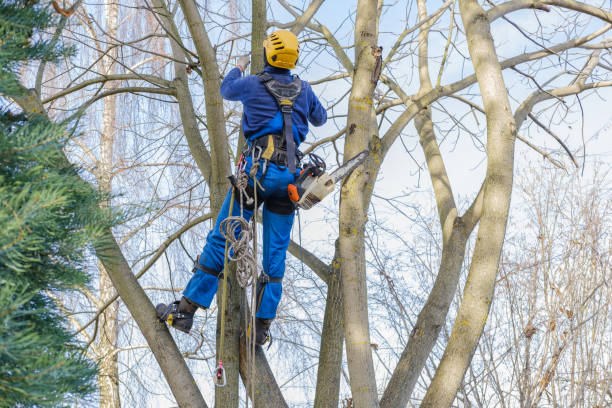 Best Root Management and Removal  in Kingsville, MD