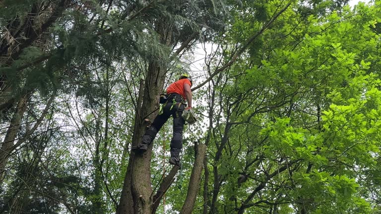 How Our Tree Care Process Works  in  Kingsville, MD