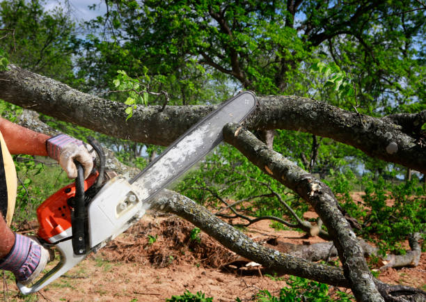 Best Tree Disease Treatment  in Kingsville, MD